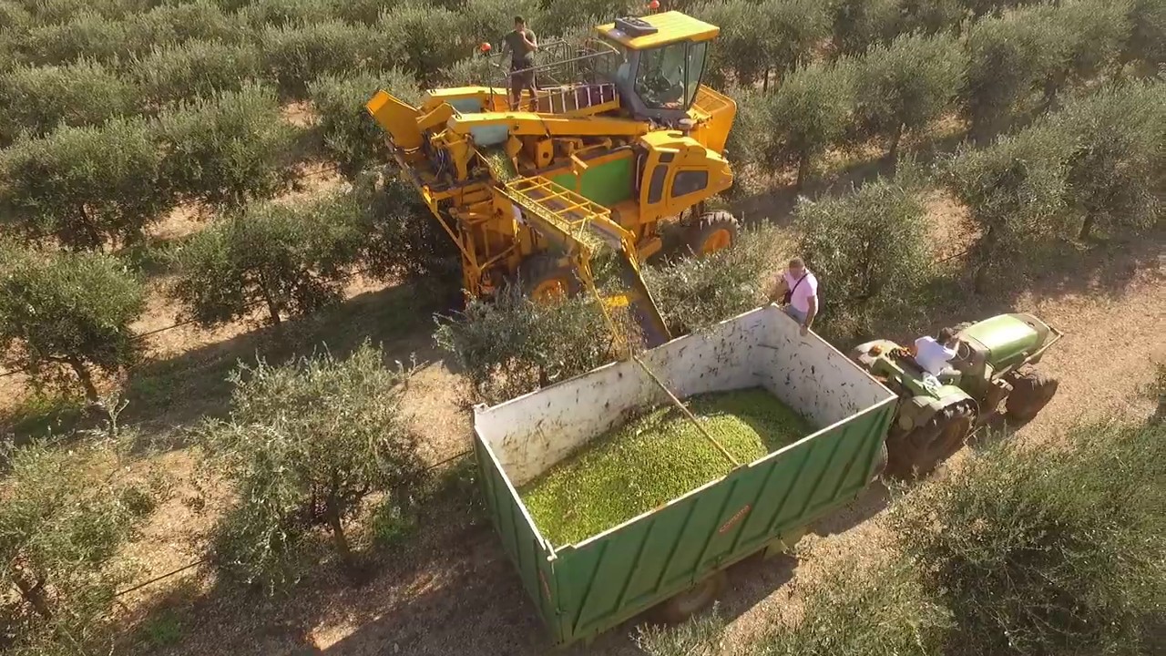 Gal Isola Salento Reimpianto Olivi Zona Infetta Pubblicato L Avviso